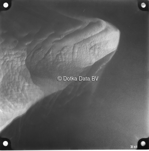 Luchtfoto Den Hoorn Texel (1958) uit de collectie Kadaster Luchtfoto's en Kaarten